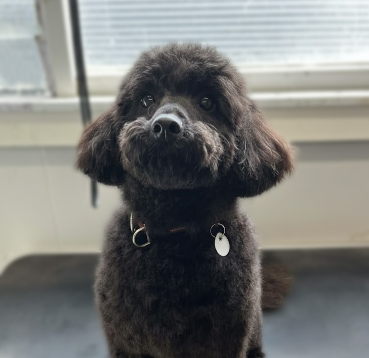 Professional Grooming